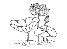 �ɻ����P���DƬ