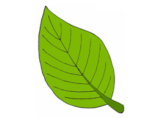 �G�~���P���DƬ����ɫ