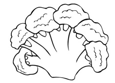 花菜菜花簡筆畫圖片